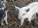 Prosięta Mangalica (Węgierska świnia pastwiskowa) - zdjęcie 2