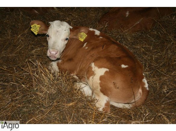 SPRZEDAŻ MIĘSA CIELĘCEGO