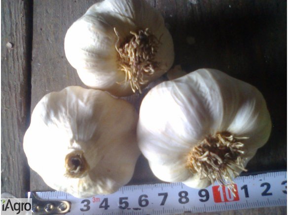 Sprzedam czosnek wiosenny