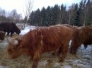 Bydło mięsne highland cattle - zdjęcie 1