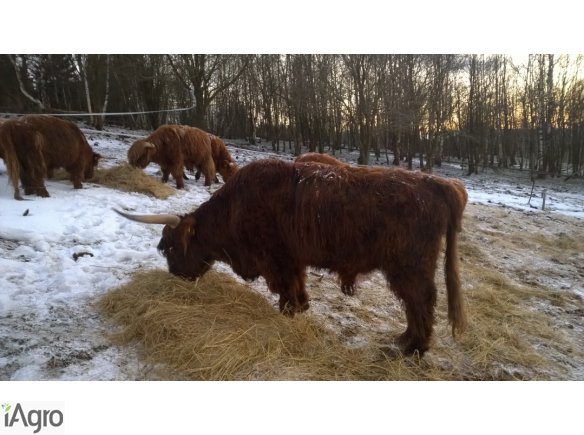 Bydło mięsne highland cattle