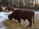 Bydło mięsne highland cattle