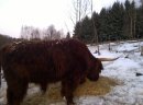 Bydło mięsne highland cattle - zdjęcie 3