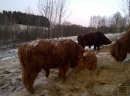 Bydło mięsne highland cattle - zdjęcie 2