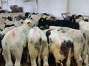 Sprzedaż cieląt ras mięsnych!!! - zdjęcie 1