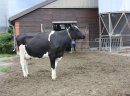 Krowy pierwiastki, jalowice cielne z Niemiec oraz Danii
