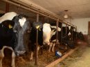 Sprzedam krowy mleczne - likwidacja gospodarstwa