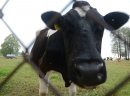 Sprzedam krowy mleczne - likwidacja gospodarstwa - zdjęcie 1
