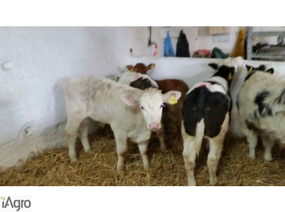 Sprzedaż cieląt ras mięsnych!!!