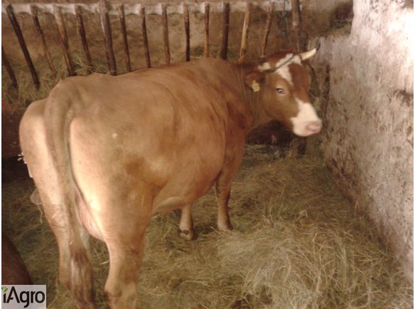 Sprzedam dwie krowy z jałówkami