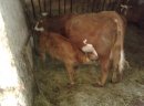 Sprzedam dwie krowy z jałówkami - zdjęcie 2