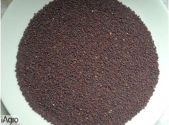 Sprzedam GORCZYCA CZARNA 150 ton