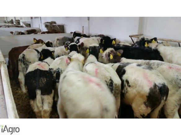 Sprzedaż cieląt ras mięsnych!!!