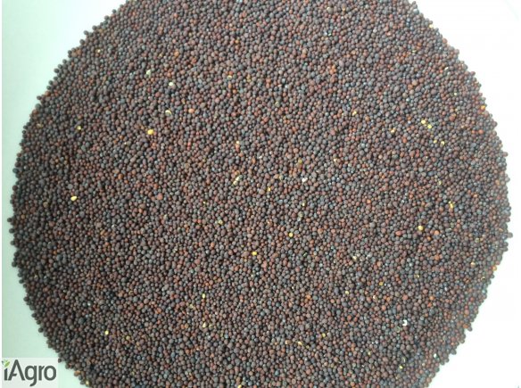 Sprzedam gorczyca czarna. NAJTANIEJ