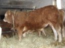 SPRZEDAM Byka odsadka rasy Limousin czystorasowy. W bardzo dobrej kondycji po ojcu czeskim Nikolka (po inseminacji). Byk ma bardzo ładną budowę. Stado pod oceną PZHIPBM. Wiek 10 miesięcy. Waga ok 460 kg. Stado wolne od chorób.  Okolice Radzynia Podlaskieg