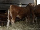 SPRZEDAM Byka odsadka rasy Limousin czystorasowy. W bardzo dobrej kondycji po ojcu czeskim Nikolka (po inseminacji). Byk ma bardzo ładną budowę. Stado pod oceną PZHIPBM. Wiek 10 miesięcy. Waga ok 460 kg. Stado wolne od chorób.  Okolice Radzynia Podlaskieg - zdjęcie 2