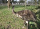 Sprzedam strusie  EMU - zdjęcie 2