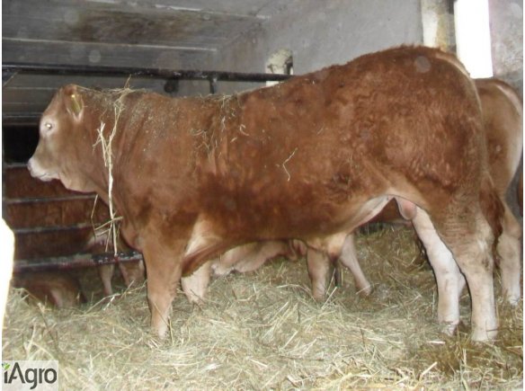 SPRZEDAM Byka odsadka rasy Limousin czysto rasowy. W bardzo dobrej kondycji po ojcu czeskim Nikolka (po inseminacji). Byk ma bardzo ładną budowę. Stado pod oceną PZHIPBM. Wiek 10 miesięcy. Waga ok 460 kg. Stado wolne od chorób. Okolice Radzynia Podlaskieg