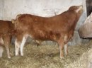 SPRZEDAM Byki i jałówki odsadki rasy Limousine czysto rasowe. Byk który jest teraz do sprzedania znajduje się w bardzo dobrej kondycji po ojcu czeskim Nikolka (po inseminacji). Byk ma bardzo ładną budowę. Stado pod oceną PZHIPBM. Wiek 10 miesięcy.  Stado  - zdjęcie 1