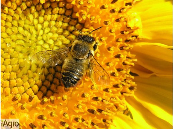 Miod akacjowy z Ukrainy