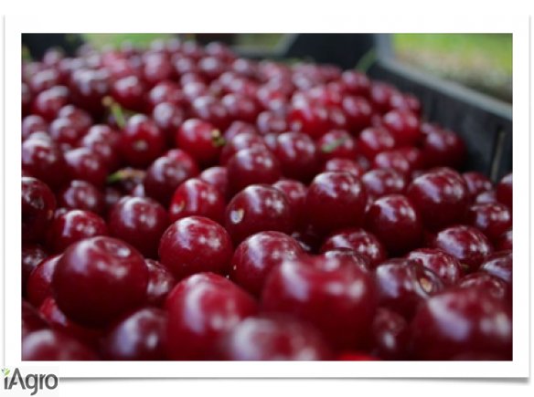 Sprzedam Wiśnie Węgierskie odmiany.