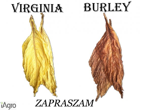 Sprzedam liście tytoniu