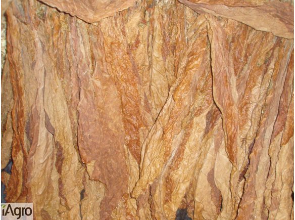 Liście tytoniu w dobrej cenie!