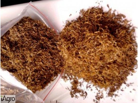 PROFESJONALNIE KROJONY TYTOŃ! 75 ZŁ!