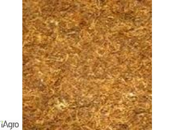 PROFESJONALNIE KROJONY TYTOŃ! 75 ZŁ!