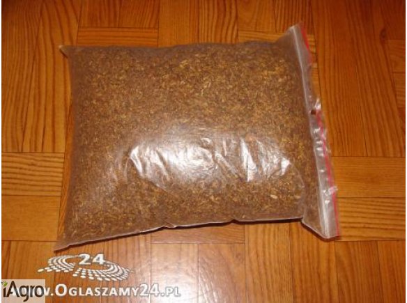 PROFESJONALNIE KROJONY TYTOŃ! 70 ZŁ!