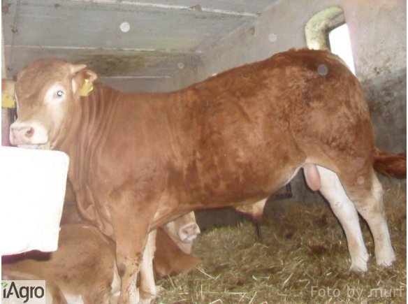 SPRZEDAM Byki i jałówki odsadki rasy Limousine czysto rasowe . W bardzo dobrej kondycji po ojcu szwajcarskim Neplong  (po inseminacji). Jałówka w wadze 350 kg, byk w wadze 430 kg.  Byk ma bardzo ładną budowę. Stado pod oceną PZHIPBM. Wiek 10 miesięcy. Sta
