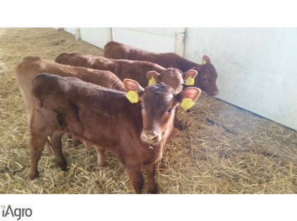 Sprzedaż cieląt ras mięsnych!!!
