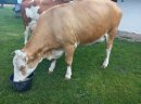 Krowa mleczna simental