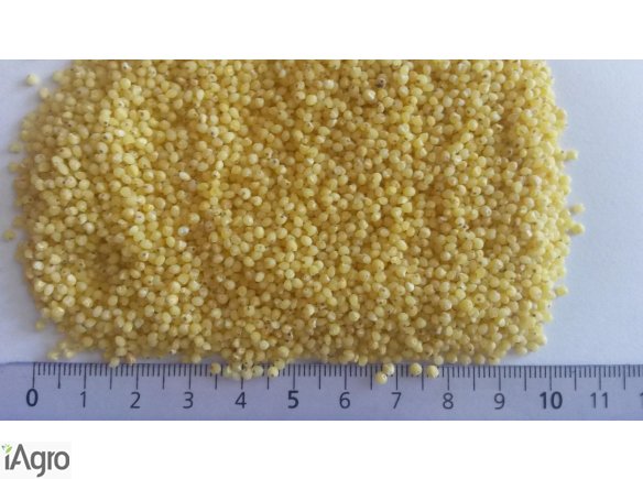 Kasza jaglana groch obłuszczony słonecznik