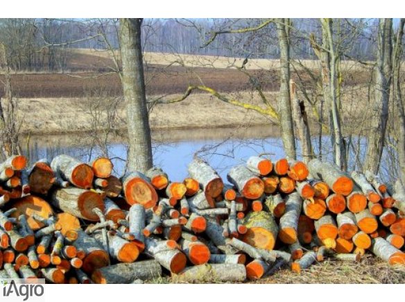  Ukraina.Zrebki,zrzyny drzewne od producenta 5 wagonow dziennie.Cena 4 zl/m3 Czernihowski obw.Produkcja zrebkow, sortowanie,workowanie,rozdrabnianie drewna.Suche sosnowe zrzyny tartaczne o zroznicowanej szerokosci i dlugosci.Kora, trociny,wiory,krawedzie 