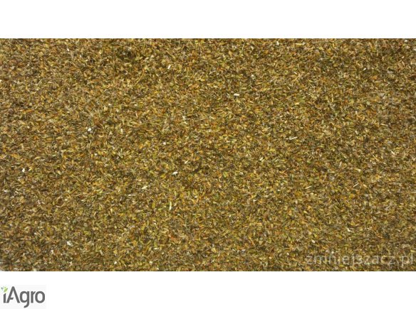 Nasiona Kozłka Lekarskiego 2015