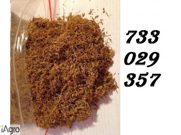 Tytoń bezkonkurencyjny na rynku tabaka machorka 85 zl/kg idealny tyton