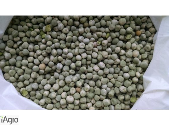 Zielony Groch (Green Pea)