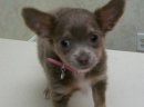 Chihuahua szczenięta na sprzedaż - zdjęcie 1