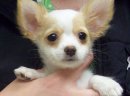 Chihuahua szczenięta na sprzedaż
