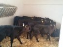 Sprzedaż cieląt ras mięsnych!!! - zdjęcie 4