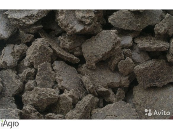 Sprzedam makuch  SŁONECZNIKOWY