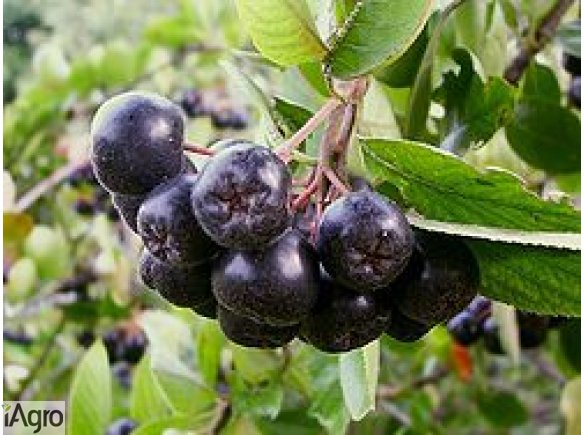 Aronia ekologiczna i konwekcjonalna