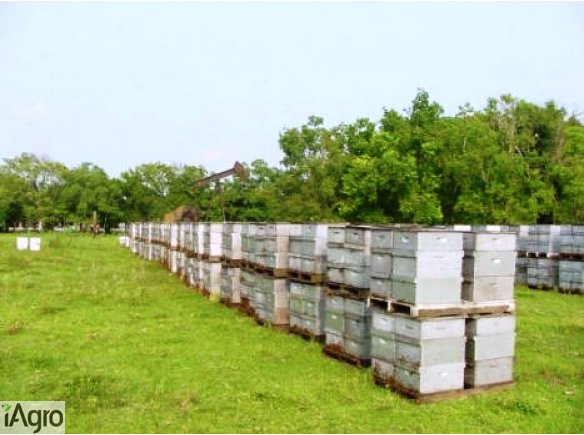  Ukraina.Miod 6 zl/kg.Gospodarstwa agroturystyczne,pszczelarskie,pasieczne.Zapraszamy inwestorow,hurtownikow, odbiorcow miodu.Na zamowienie pozyskujemy ziolomiody,propolis,wosk,mleczko pszczeli.Pushkari - miodowy kraj.Niskie ceny - miody wysokiej jakosci 