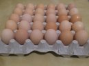Jaja, jajka wiejskie 