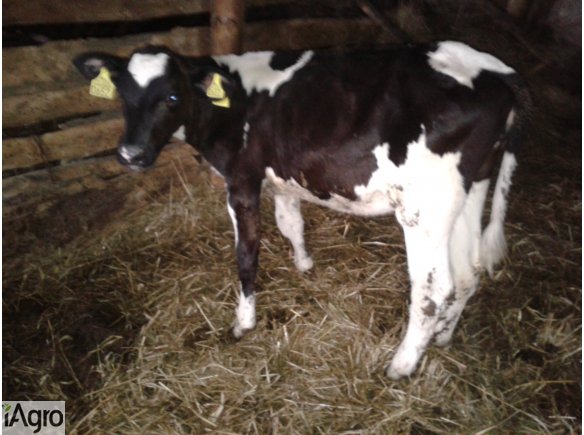 Cielaczki na sprzedaż:)