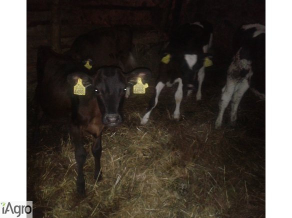 Cieliczki na sprzedaż