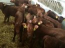 Sprzedaż cieląt ras mięsnych!!! - zdjęcie 2