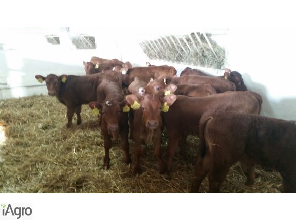 Sprzedaż cieląt ras mięsnych!!!