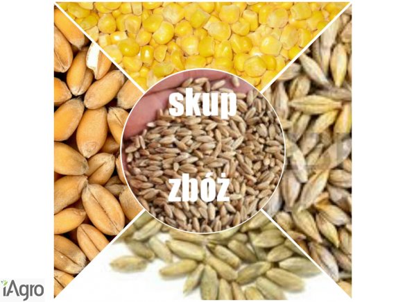 Całoroczny skup zbóż